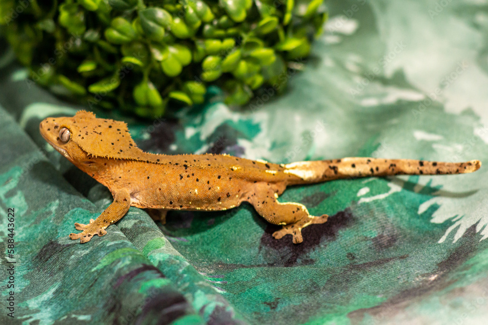 Obraz premium Gekko gecko, crested gecko