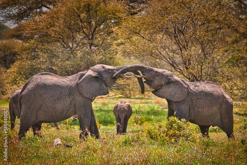 Zwei Elefanten mit Kalb