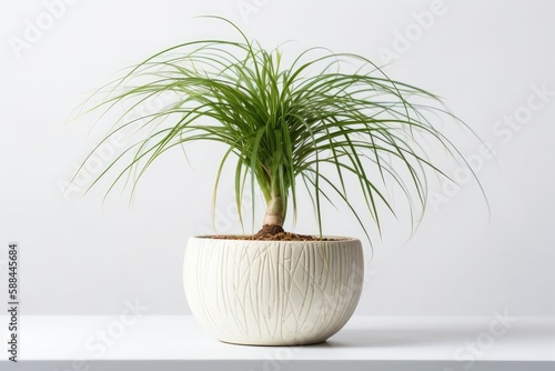 Ponytail Palm Beaucarnea Recurvata In A White Pot On A White Background. Generative AI