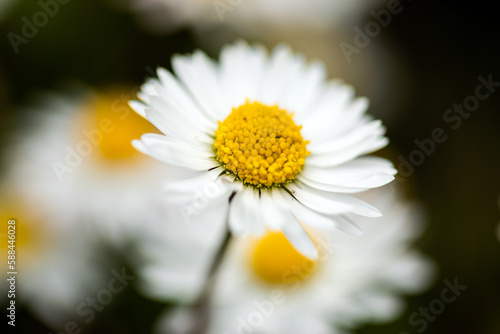 Closeup of a daisy ion a spring day