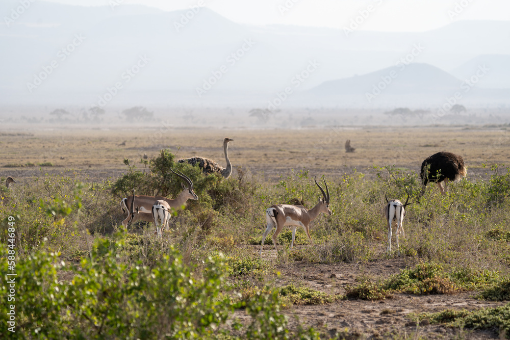 Impalas and ostrich birds graze the land of Amboseli National Park, Kenya Africa Impalas and ostrich birds graze the land of Amboseli National Park, Kenya Africa