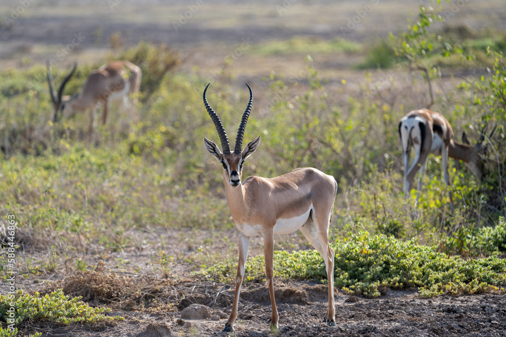 Naklejka premium Impala antelope looks at the camera, in Amboseli National Park Kenya Africa