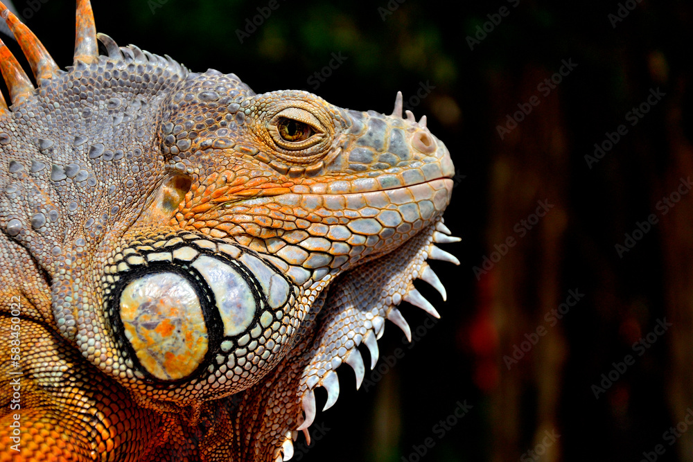 Obraz premium reptilia
