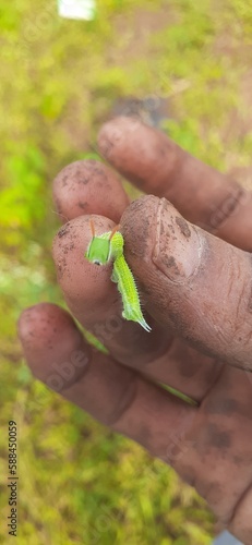 hand holding a leaf