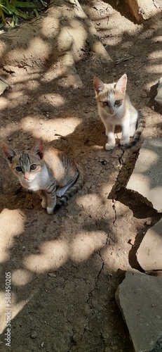 cat and dog