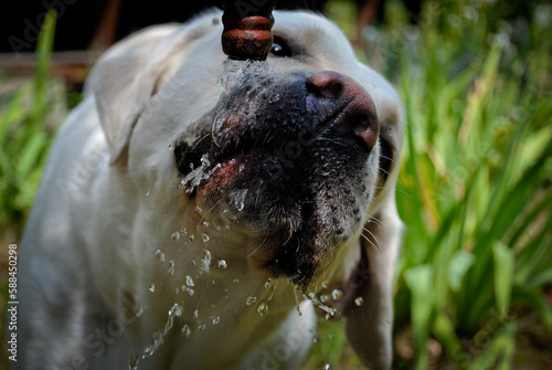 
white biscuit Labrador. A dog drinking water from a pump. Sunny summer, running with the dog. green grass