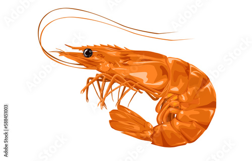 Shrimp high detailed background. Prawn detailed vector. Realistick vector. Freah shrimp. Food market product. Fresh seafood. Fish restaurant. Healthy meal. Cooking background. Ocean prawn. Sea food.