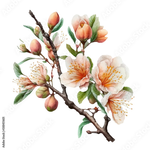`Illustration isolated on white. Beautiful realistic flower on a tree branch. Spring blossom of fruit trees. Sakura, cherry, peach, apple blossom. Printing, designer, clothes, interior, logo