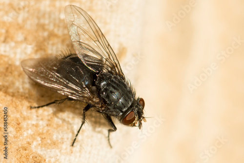 House fly on a white background. Dirty insect macro photography