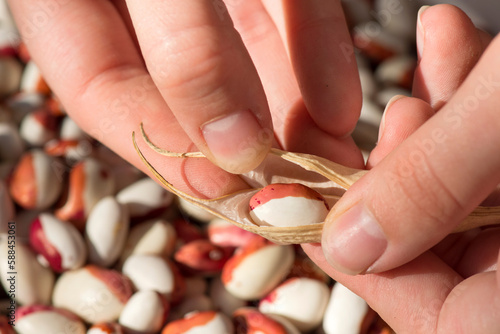 Harvest of legumes in autumn. Woman puts out of bean seeds from dried pods.