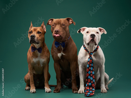 Three funny dogs in ties. Pit Bull Terrier, Staffordshire Terrier and Pryter posing in studio