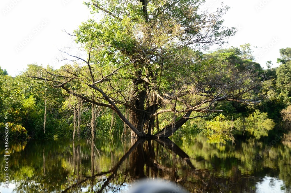 tree in the water
