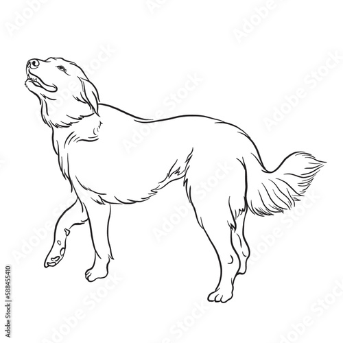 Akbash Dog breed doodle style vector illustration black and white