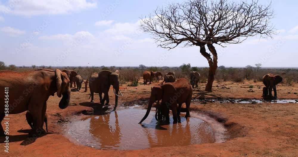 Elephants throw water in the reserve of tsavo Stock ビデオ Adobe Stock