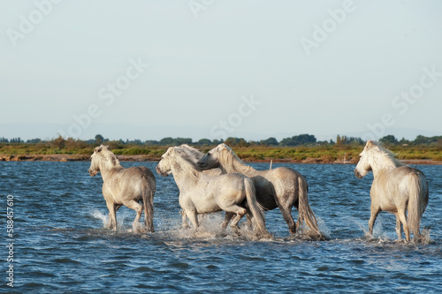 White Camargue Horses running on the beach in Parc Regional de Camargue - Provence, France