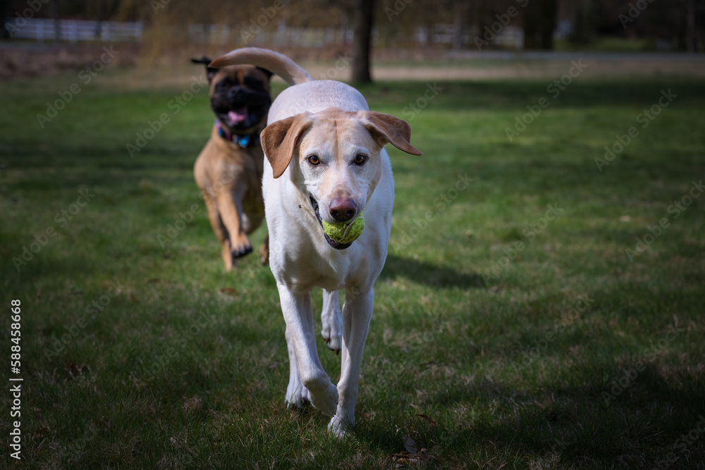 2023-03-17 A YELLOW LABRADOR RUNNING WITH A BALL IN ITS MOUTH BEING CHASED BY A BLURRED BULLMASTIFF IN THE BACKGROUND 