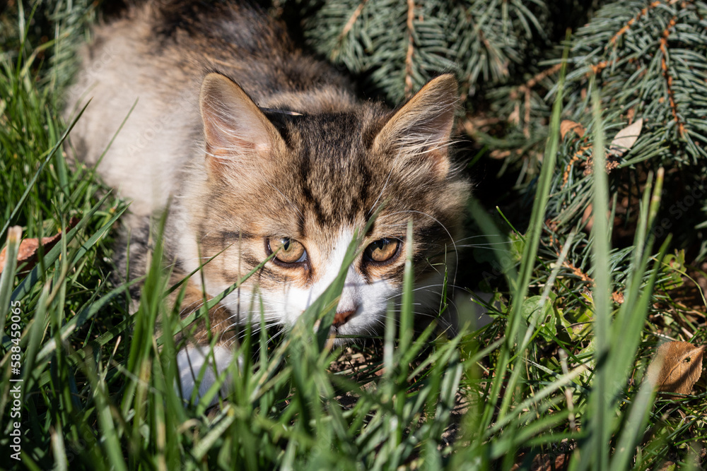 kitten near the Christmas tree. kitten on the grass. kitten in flowers. cat in the garden. cat and christmas tree. cat in the grass
