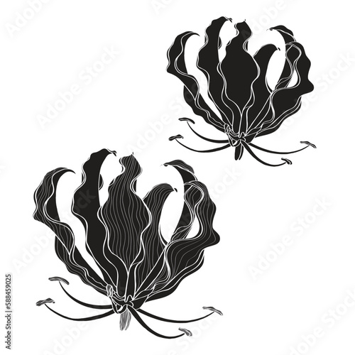 Gloriosa superba line flowers. Cosmetic, perfumery and medical plant. Line hand drawn illustration.