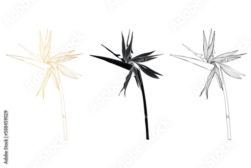 Set of different flowers strelitzia on white background. Line art bird of paradise flower illustration. Native South African plant. Golden and black line illustration.