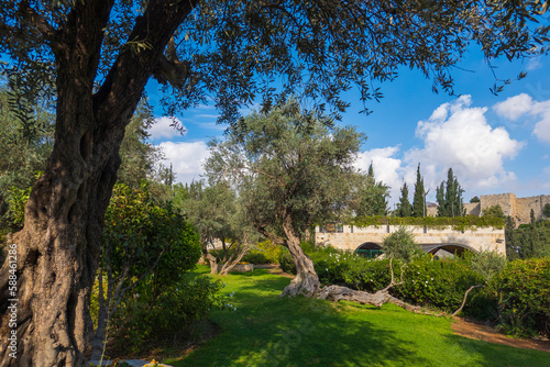 Park with trees in old town