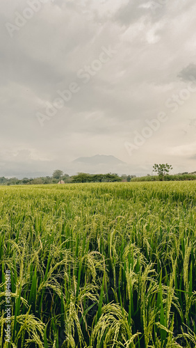 ricefield