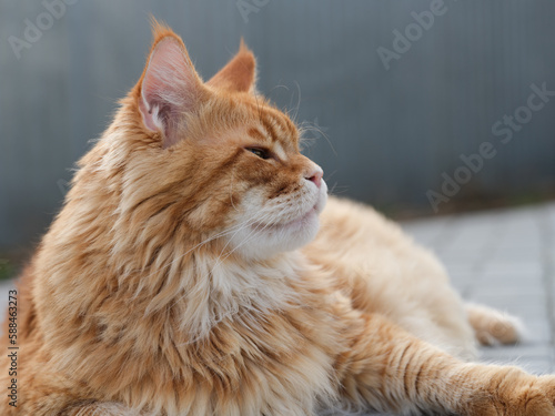 A portrait of a red Maine Coon cat lying outside