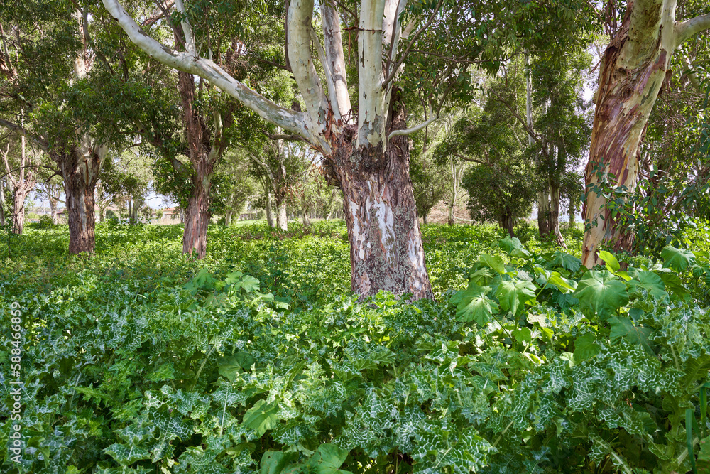Fototapeta premium Spring view of a blooming forest by Lake Fogliano, Circeo National Park, Italy 