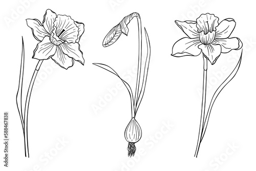 Set of three daffodils painted with a line. Flowers for coloring. Design element.