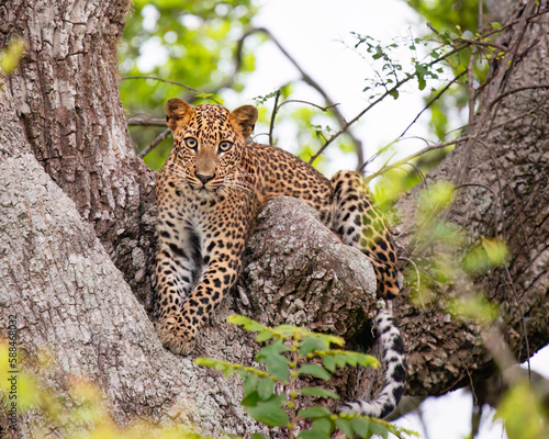 leopard resting on tree photo