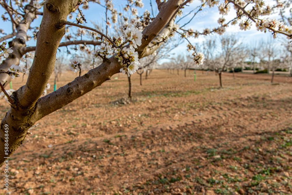 Photo of branches of almond tree full of flowers is a typical flower of early spring that fills the fields with color and splendor, it is a very pretty flower of cheerful color as white or pink.