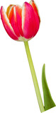 Close-up of tulip