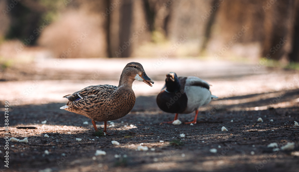Fototapeta premium Ukraine, nature, wild ducks, wild ducks eating bread, close-up