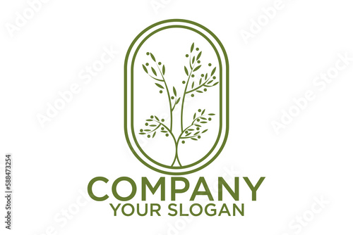 Olive oil logo with modern emblem line art style with combined leaf, water, olive branch and leaf drupe Premium Vector