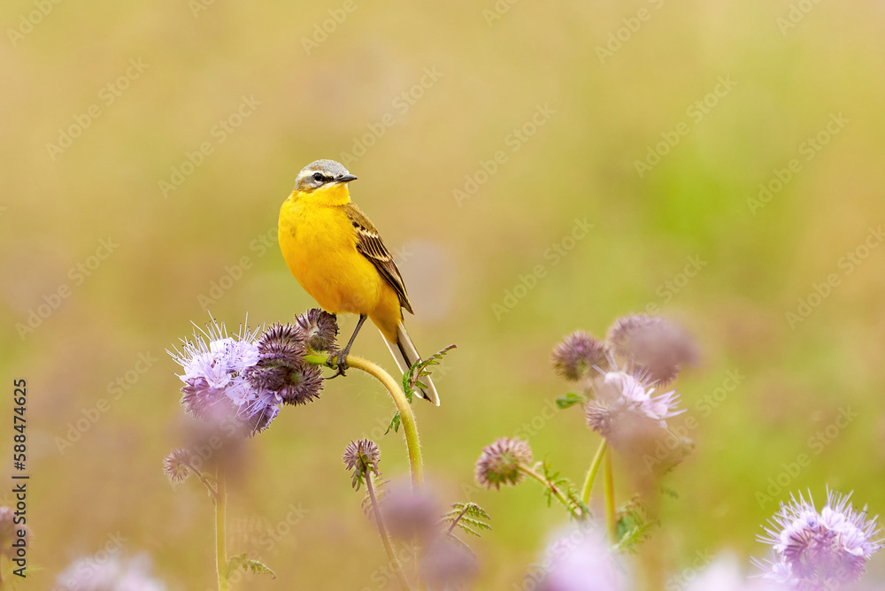 Western Yellow Wagtail bird sitting on a plant (Motacilla flava) Western Yellow Wagtail bird sitting on a plant (Motacilla flava)
