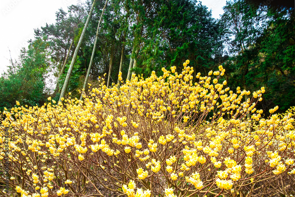 Obraz premium 西方寺のミツマタ