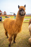 Lamas in contact zoo with domestic animals and people in Zelcin, Czech republic.