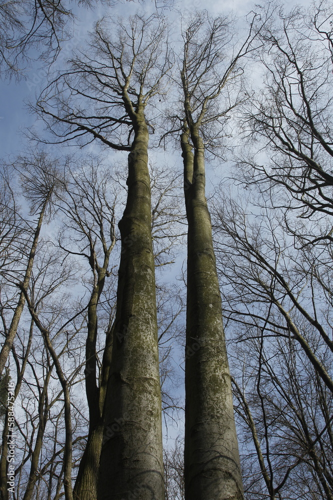 Fototapeta premium trees and sky