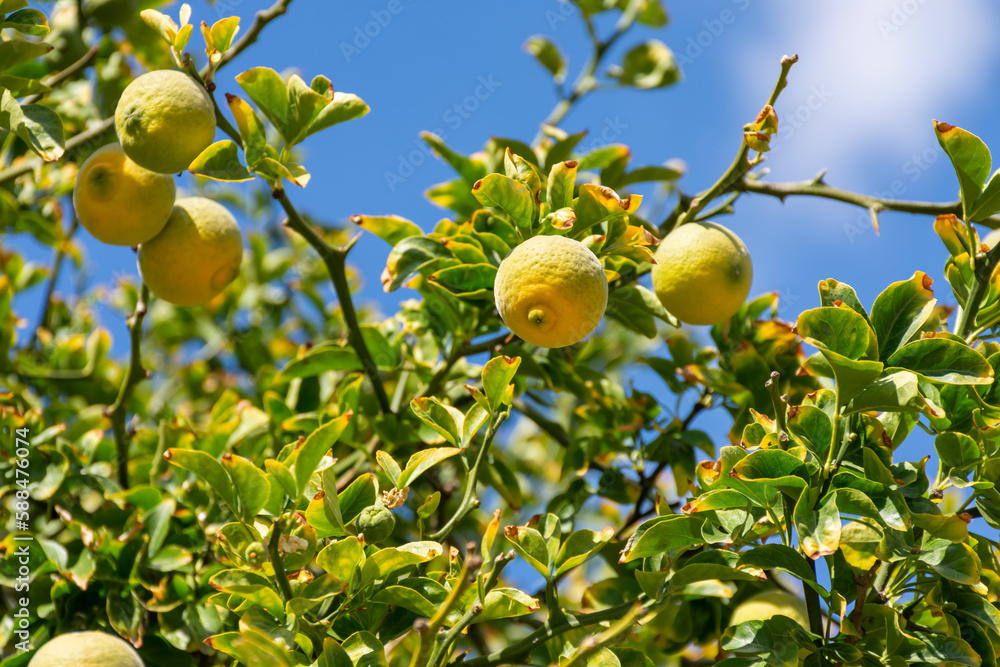 Unripe lemon fruits on a beautiful background of green branches