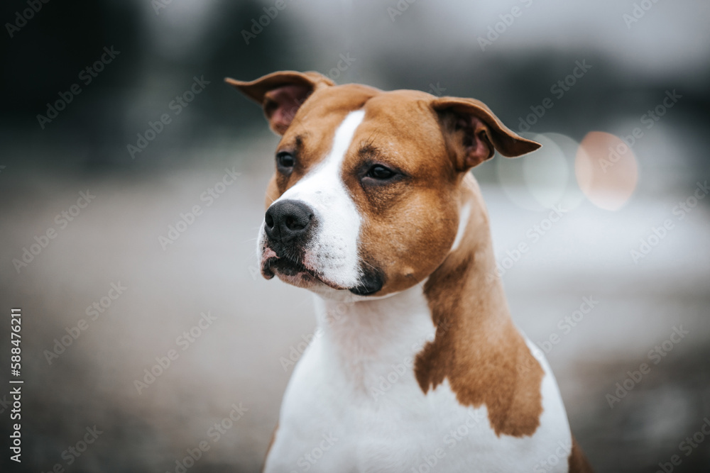 American staffordshire terrier dog posing outside.
American staffordshire terrier dog posing outside.