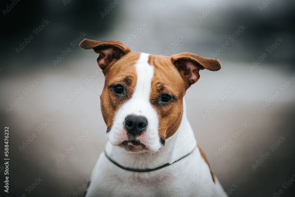 American staffordshire terrier dog posing outside.	