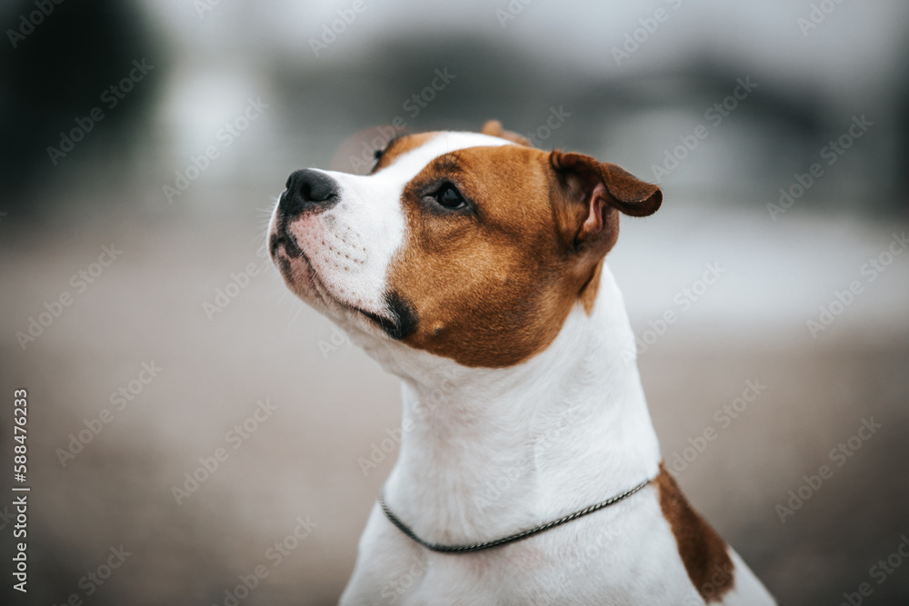 American staffordshire terrier dog posing outside.	