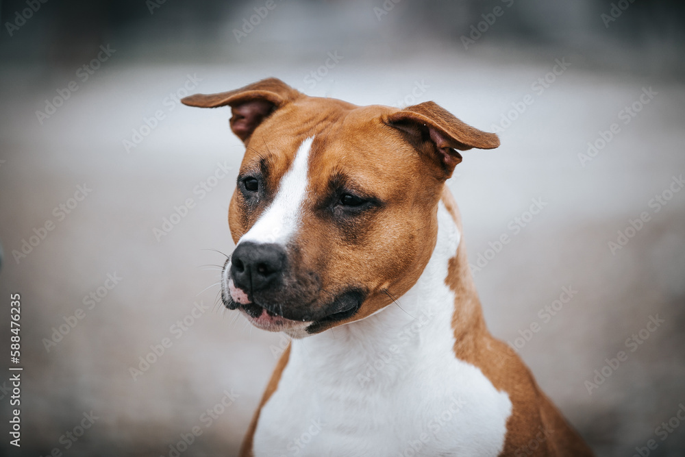 American staffordshire terrier dog posing outside.	
