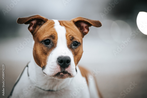 American staffordshire terrier dog posing outside. 