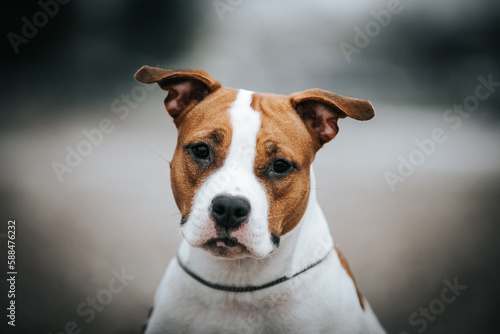 American staffordshire terrier dog posing outside. 