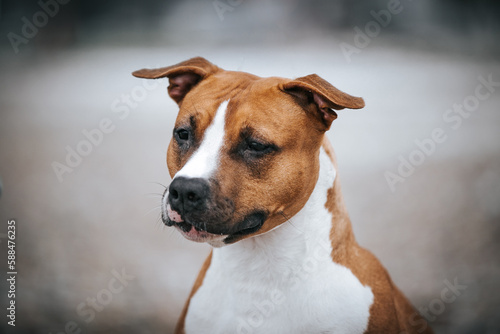 American staffordshire terrier dog posing outside. 
