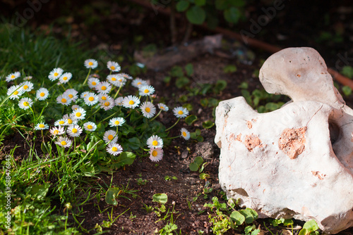 Daisy Flower Garden