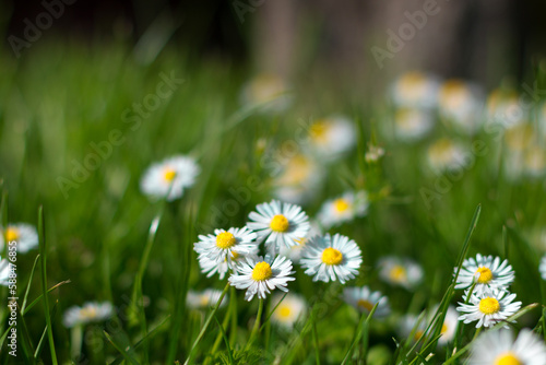 Daisy Flower Garden