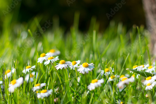 Daisy Flower Garden