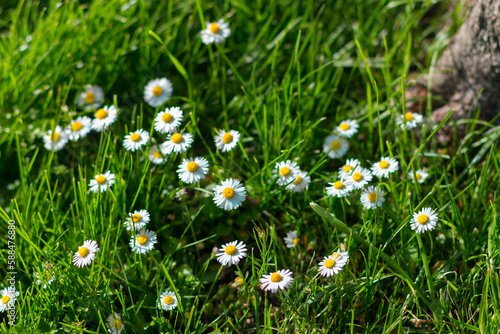 Daisy Flower Garden