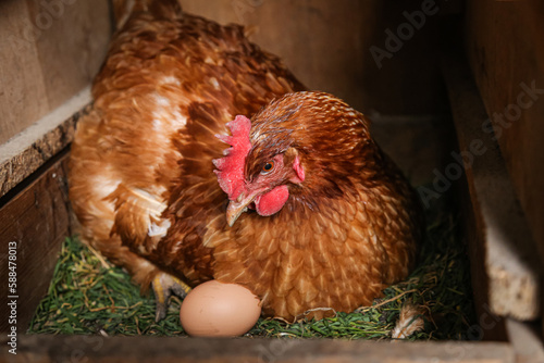 brown hen sitting in nest with egg, hen and egg, hen poultry hatching egg, brood hen, farming and chicken coop